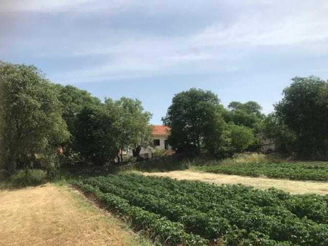Family Friendly Holiday Home "Ana" Šibenik Exteriör bild